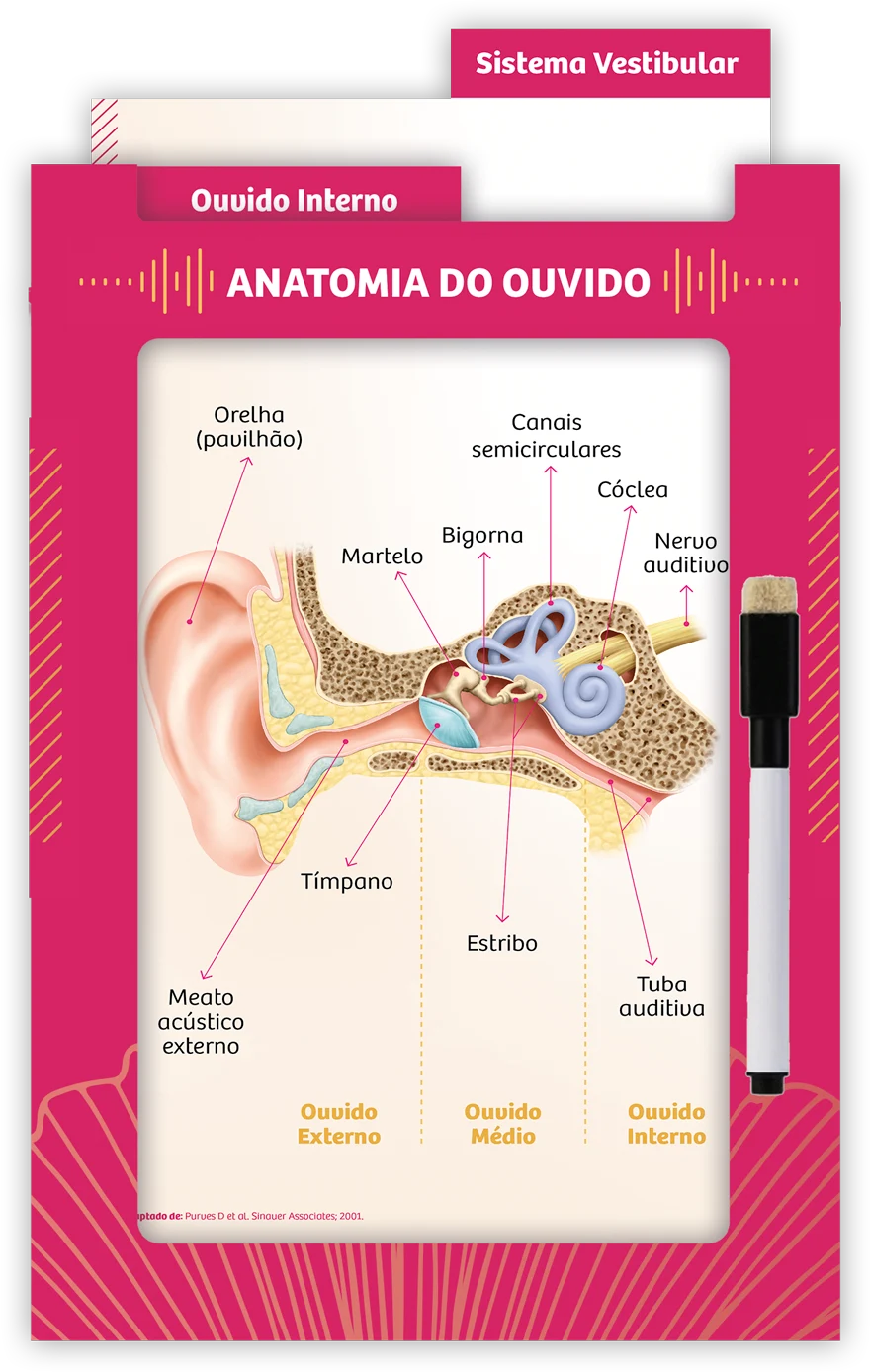 Mockup do projeto Anatomia do ouvido